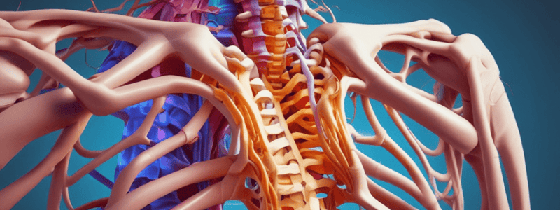 Thoracic Spine Assessment and Treatment Principles