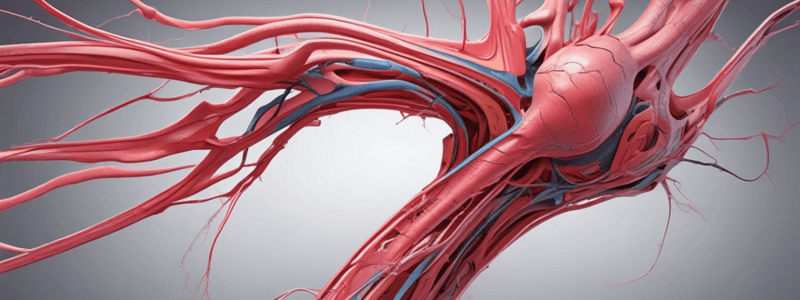 Anatomy of Arterial Wall Layers