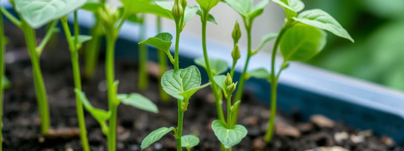 Science Project on Growing Bean Plants