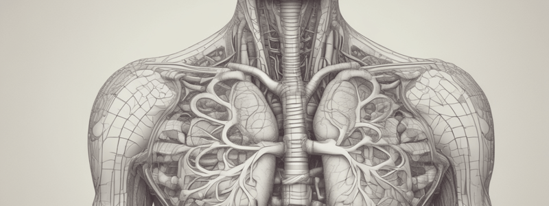 Lungs and Pleurae: Anatomy and Surface Features