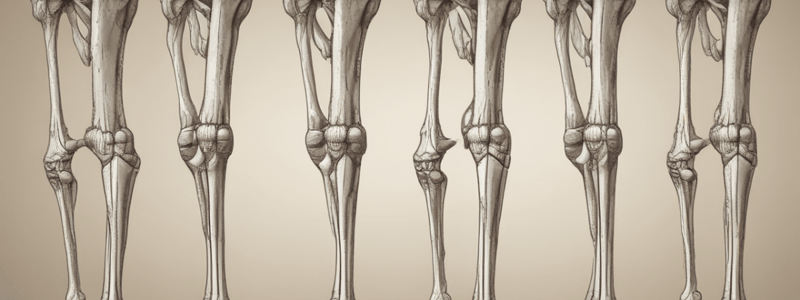 Anatomie de l'os fémur