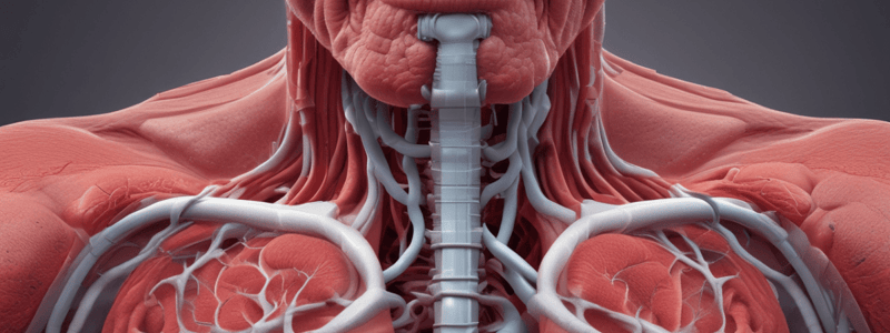 L1 Functions of Respiratory System and Respiratory Cycle