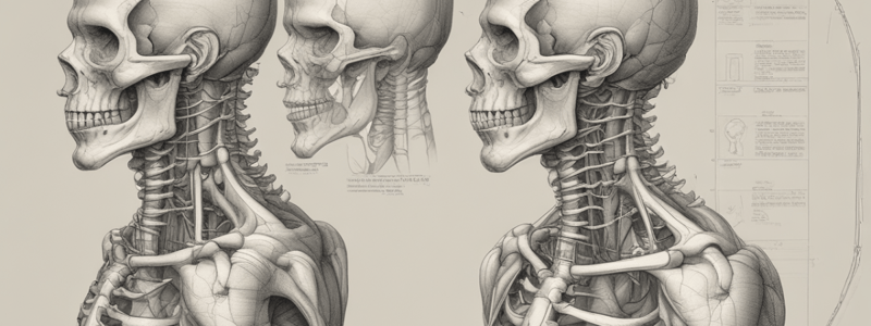 Anatomía del Cuello