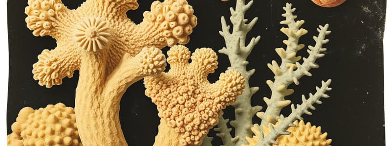 Zoo - Lab: Phylum Porifera Flashcards