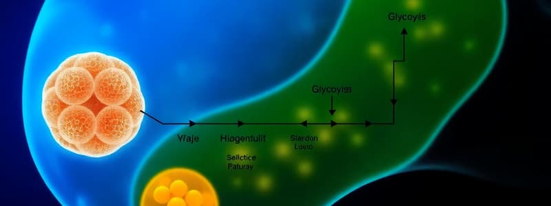 Cellular Respiration and Glycolysis