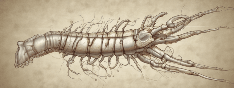 Veterinary Physiology: Spinal Cord Functions