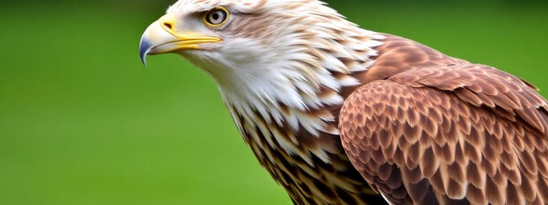 Eagle Physical Traits and Habits