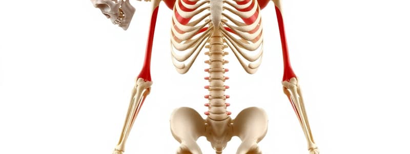 Musculoskeletal System Overview