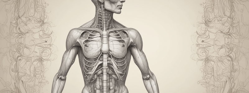 Respiratory System Anatomy