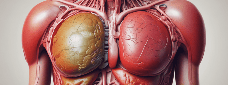 Function of the Liver in Blood Circulation