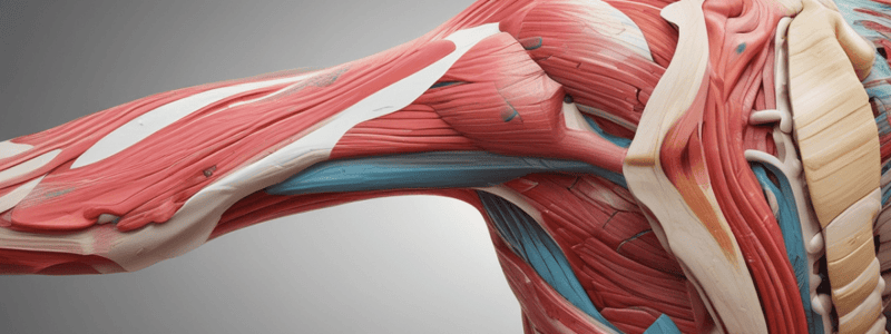 Terminology: Shoulder Musculoskeletal Conditions