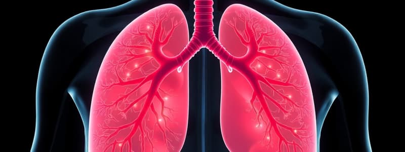 Human Respiratory System Quiz