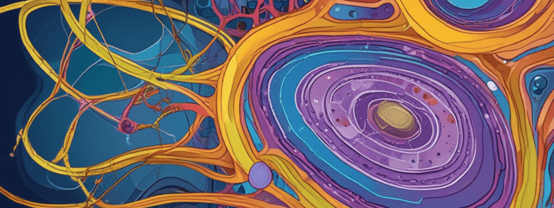 Cell Membrane Permeability