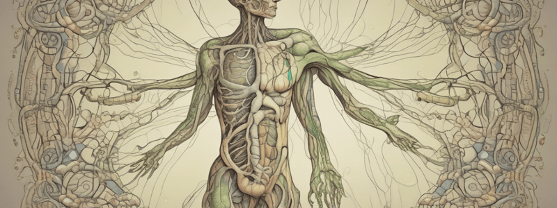 Functions of the Lymphatic System