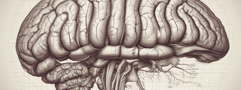 Anatomy and Function of the Cerebellum