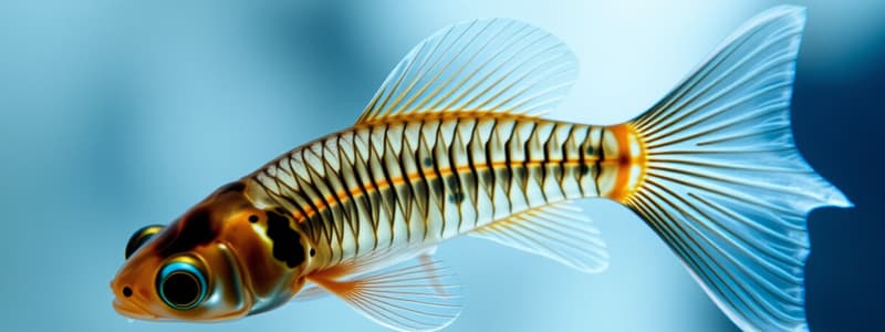 Zebrafischlarven Gehirnfunktion Untersuchung