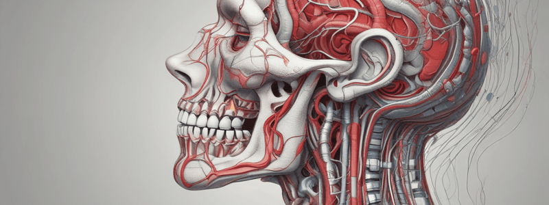 Anatomy of the Neck: Arterial System