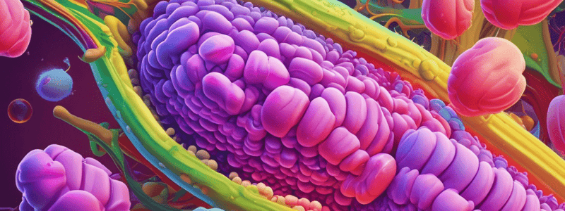 Lipid Digestion and Absorption Quiz