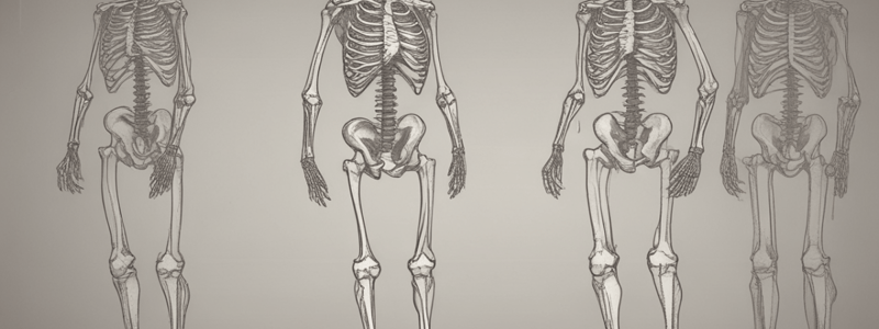 Knee Anatomy Basics