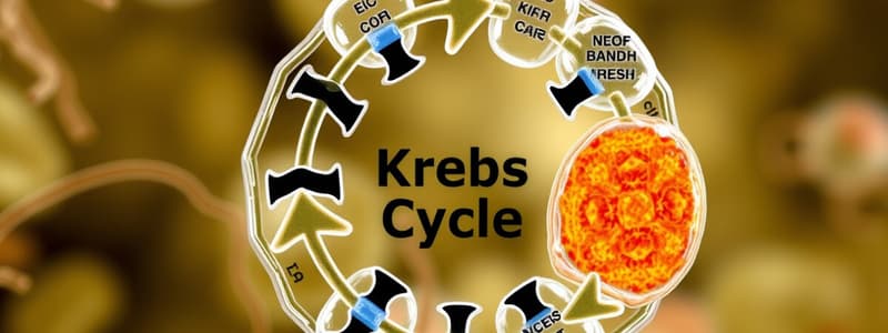 Ciclo de Krebs - Metabolismo Celular