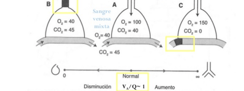 166. Quiz Ciclo sexual femenino II 325-339