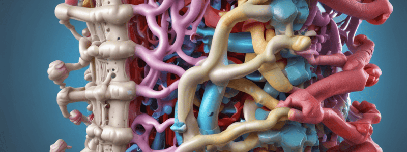 Vertebral Column: Structure, Function, and Stability