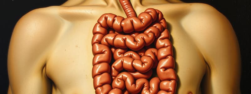 Small Bowel Disorders Overview