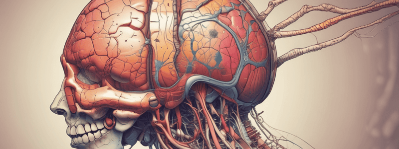 Cerebellum Structure and Function Quiz