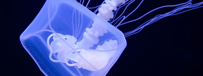 Cubozoa (Box Jellyfish) Flashcards