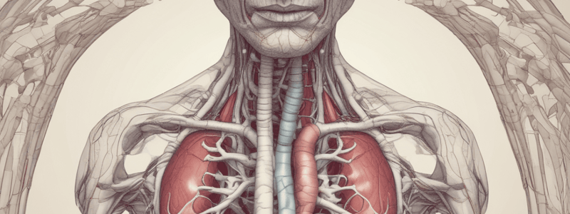 Lecture 8 Cardiovascular vessels 2 A+P2