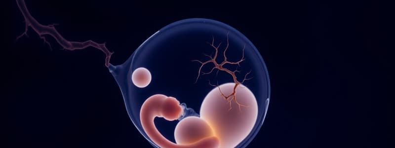 Phases de gastrulation et neurulation