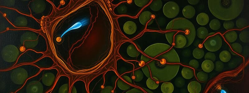 Eukaryotic Organelles and Cell Junctions Quiz