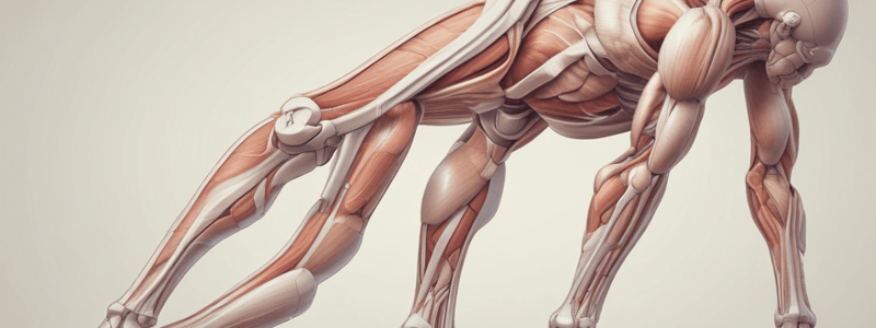 Anatomy of the Posterior Leg Compartment