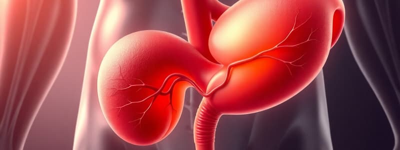 L2 Anatomy of Urinary Bladder (P2 Hard)