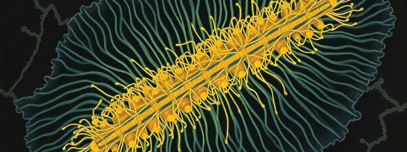 Lec-5-Cytoskeleton. MEDIUM.OSR