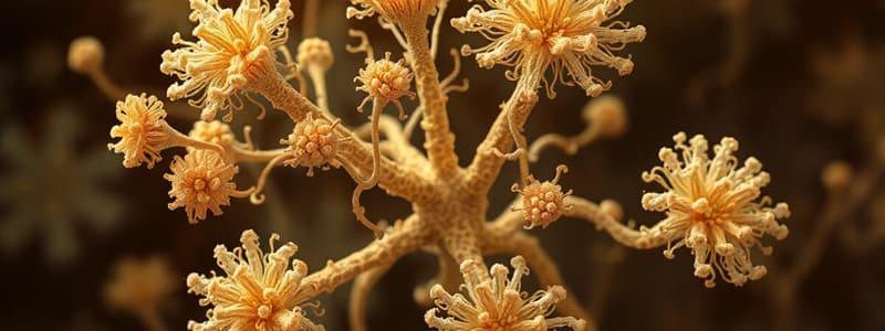 Immune Response to Fungal Recognition