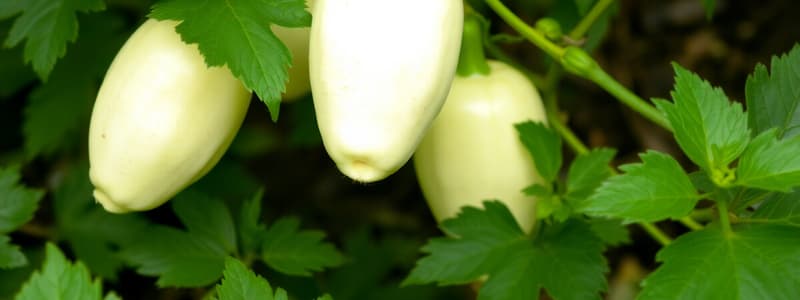 Jicama Plant Quiz