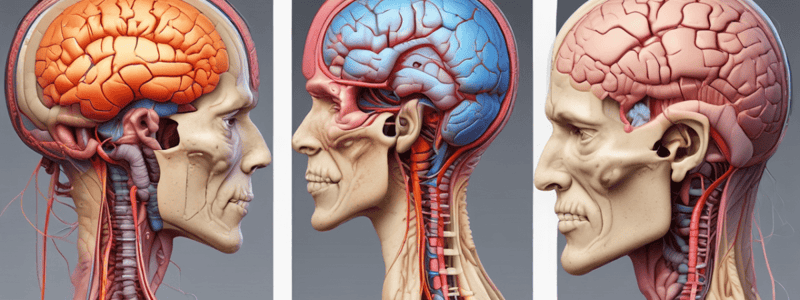 Neuroanatomy Part 2: Thalamus, Brainstem, and Cranial Nerves