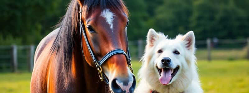 Et toi, crois tu en la communication animale?