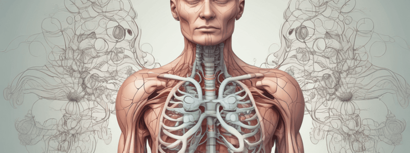 Respiratory System Anatomy Quiz