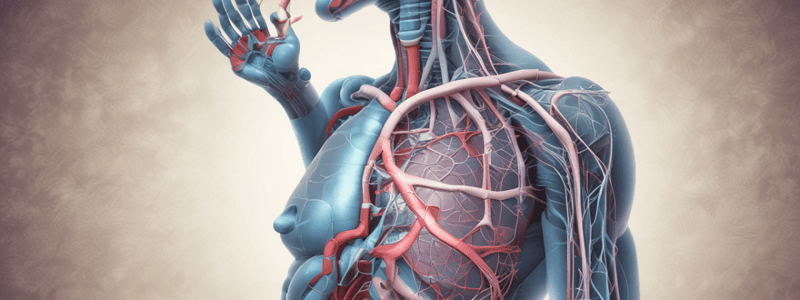 Respiratory System Anatomy and Physiology