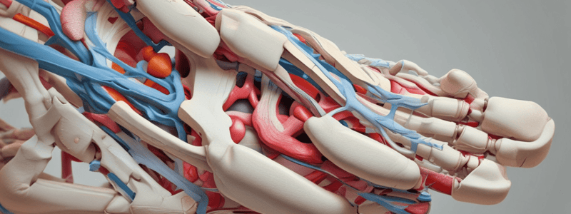 Anatomie du Talo-Crural et des Ligaments Associés