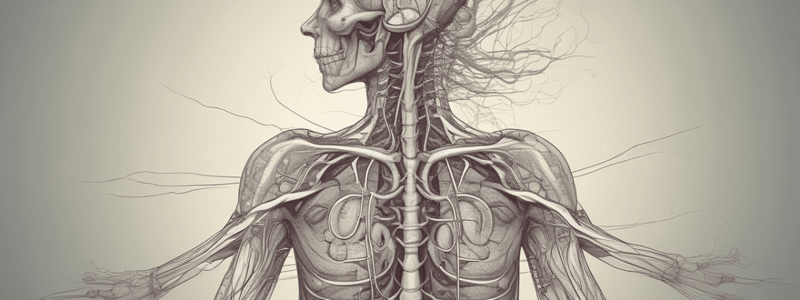 Nervous System Lecture 17