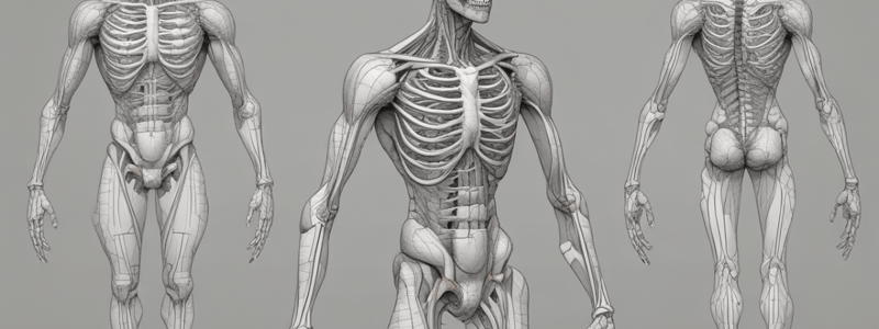 Anatomia Umana: Equilibrio e Postura