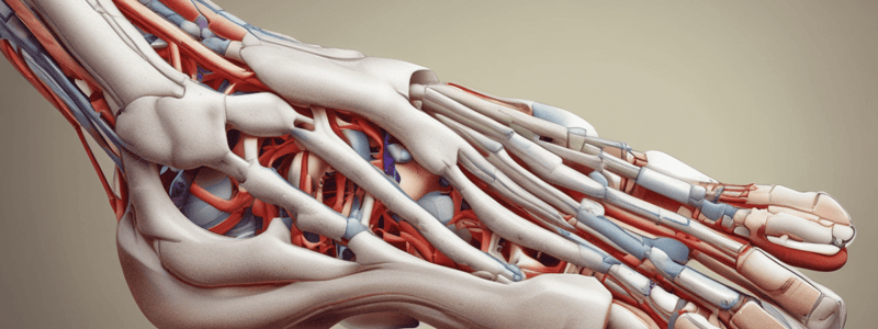 Structural Deformities of the Foot: Plantarflexed 5th Metatarsal and Splayfoot