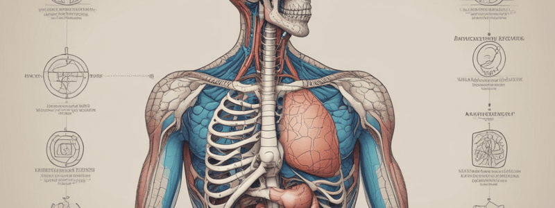 Anatomy of the Digestive System