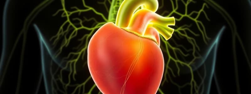 Cardiac Conduction System