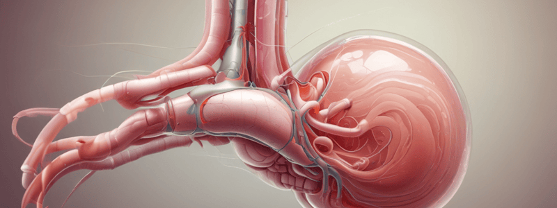 Urinary System: Ureters