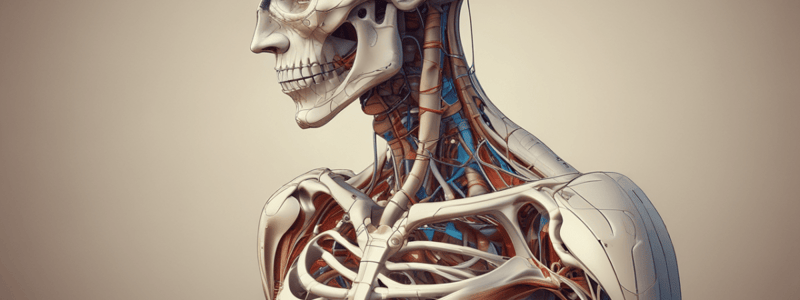 Anatomy of the Musculoskeletal System