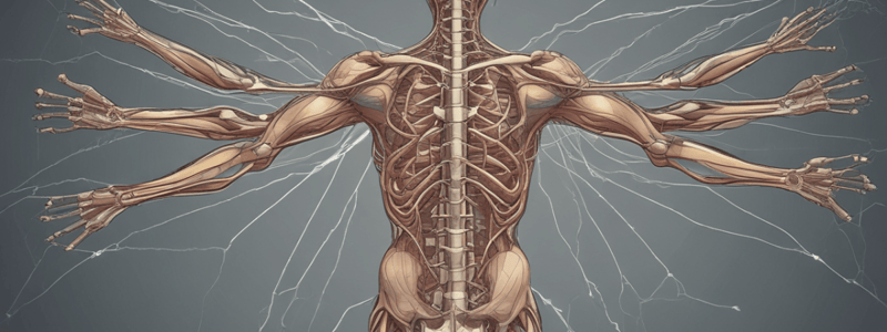 Anatomy of the Brachial Plexus